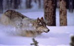 wolf in snow
